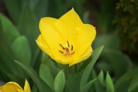 yellow tulip bloom macro recording