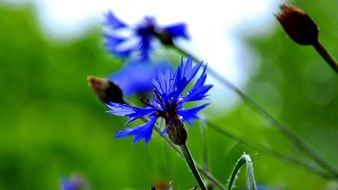 beautiful and delightful cornflower