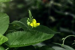 mung bean flower on green leaf wild plant