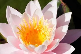 Pale pink water lily with a yellow core