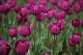 purple tulip flowers