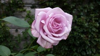 impressive rose