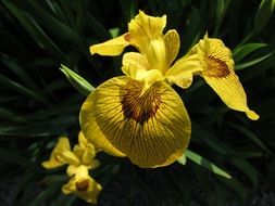 yellow iris close up