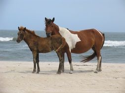 Two wild horses on the beach ocean