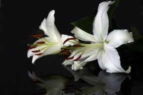 snow-white garden lilies