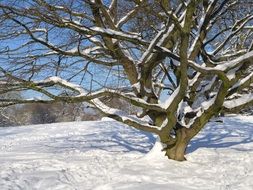 snow tree on a sunny day