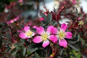 blooming wild rose in spring