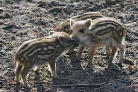 little wild boars