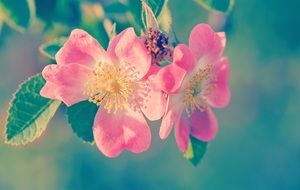 gentle pink hydrangea