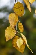 yellow dry autumn leaves