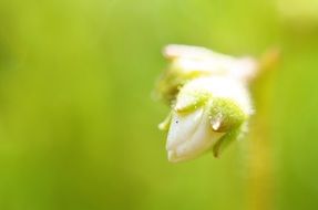 garden bud