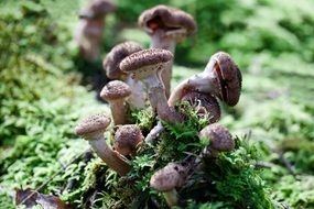 armillaria mushrooms