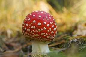 fly agaric like champignon