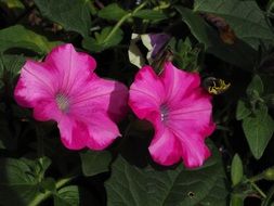 pink petunia flowers with green leaves
