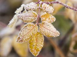 hoarfrost on yellow leaves of a tree
