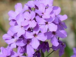 purple flower nature