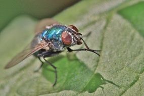 fly on leaf close up