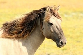 light horse in the pasture on a blurred background
