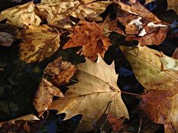 brown autumn leaves