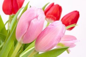 Beautiful pink and red tulip flowers with green leaves