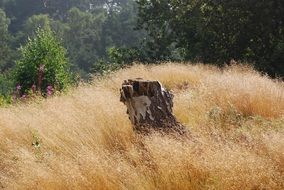 birch stump among dry grass among the plants