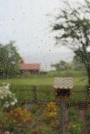 garden in the rain