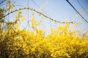 spring yellow forsythia landscape