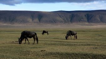 ngorongoro conservation area