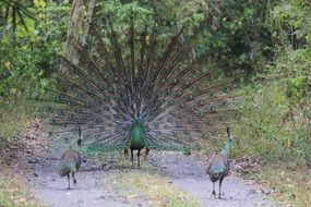 beautiful and delightful peacock