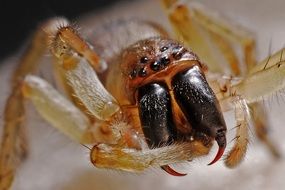 big scary spider closeup