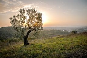 spring tree on a hill against the background of dawn