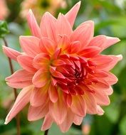 pale pink dahlia on stalk close up
