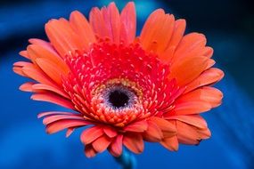 gerbera daisy flower color red