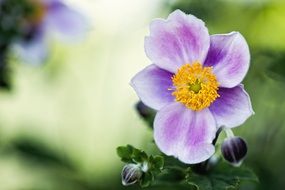 Purple and white flowers in spring
