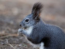 amazing squirrel animal