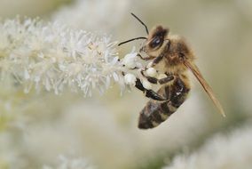 bee on a lush inflorescence close-up