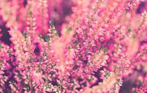 bright pink bloom of heather