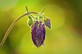 wet columbine bud