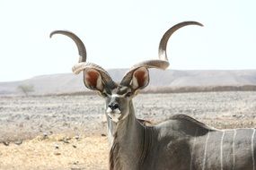 kudu antelope wildlife