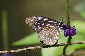 Beautiful colorful butterfly on the beautiful flower on the plant