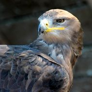 Portrait of the colorful and beautiful predator bird