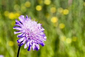 Flower Scabiosa on nature background