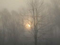 foggy forest at the sunrise