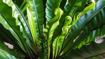 juicy fern leaves