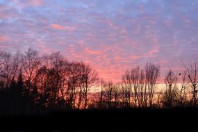 Beautiful and colorful sunset afterglow on evening sky behind the trees