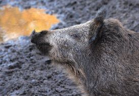 Profile portrait of the cute and colorful boar in the forest