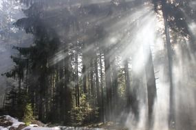 forest is flooded with sunlight