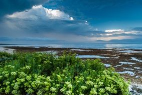 Beautiful beach with green and white plants after storm on the coast of France