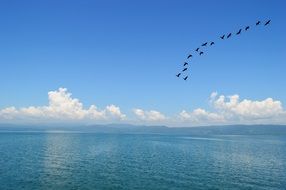 flock of birds under the blue sky