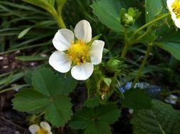 strawberry flower in spring